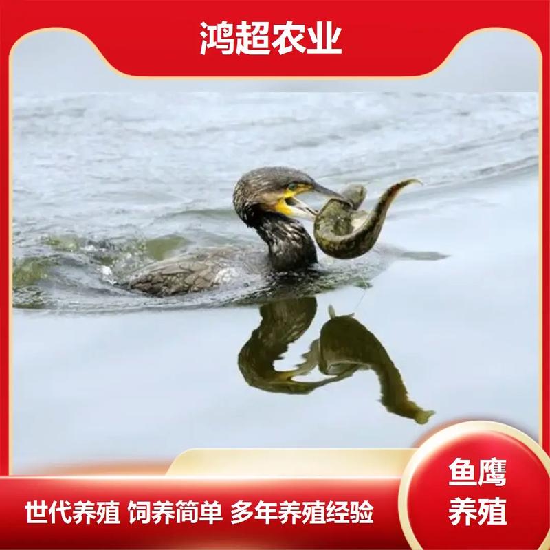 鱼鹰苗多少钱一只?2024-2025年市场价格参考与影响因素分析 询价指南与购买建议