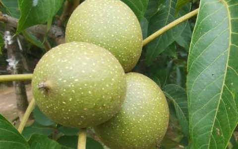 核桃是什么季节成熟的？核桃成熟时间与品种差异解析