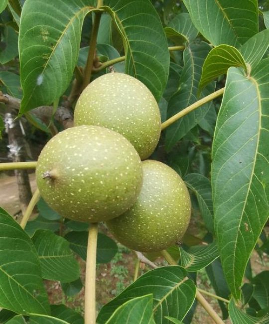 核桃是什么季节成熟的？核桃成熟时间与品种差异解析