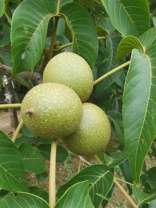 核桃是什么季节成熟的?核桃成熟时间与品种差异解析 核桃是什么季节成熟的?核桃成熟时间与品种差异解析