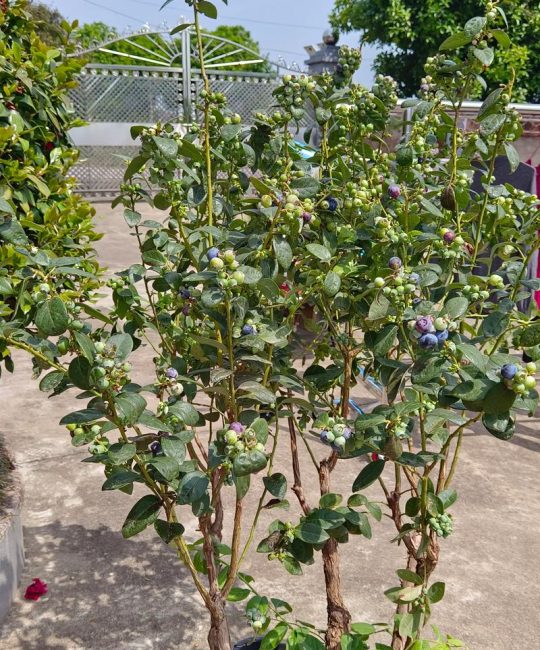 蓝莓树多久能结果？从定植到盛果期的详细时间表与养护指南