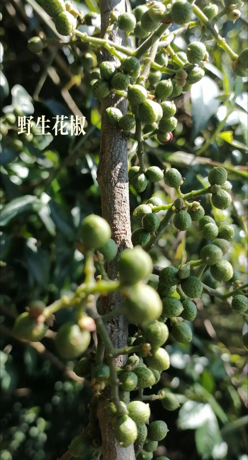最贵的花椒多少钱一斤?2025年价格快速参考与影响因素解析 运输:物流成本占重量的10%-30%