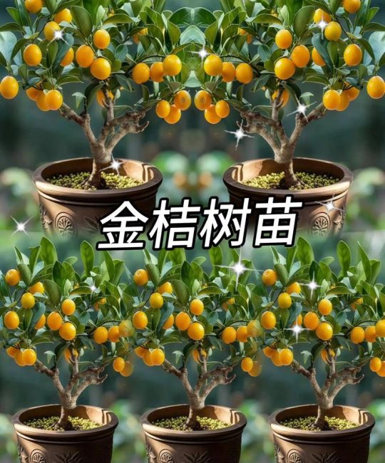 脆蜜金桔如何保花保果？关键三步提高坐果率