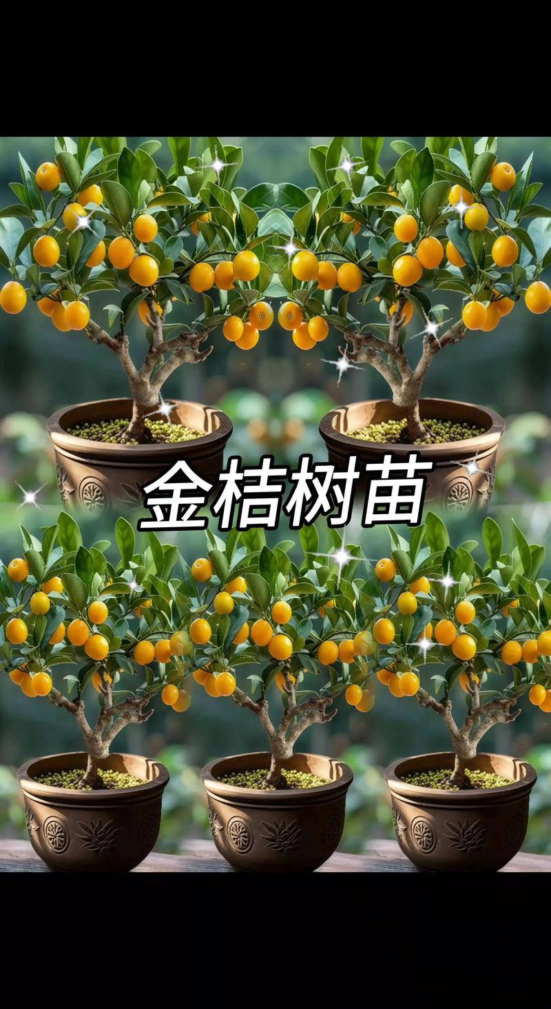 脆蜜金桔如何保花保果?关键三步提高坐果率 一、前期营养是基础:平衡施肥促花壮