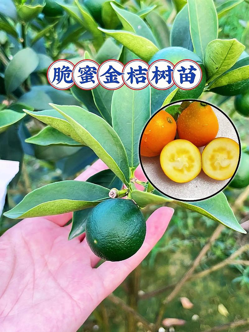 脆蜜金桔如何保花保果?关键三步提高坐果率 三、激素与水分调控:双管齐下稳果