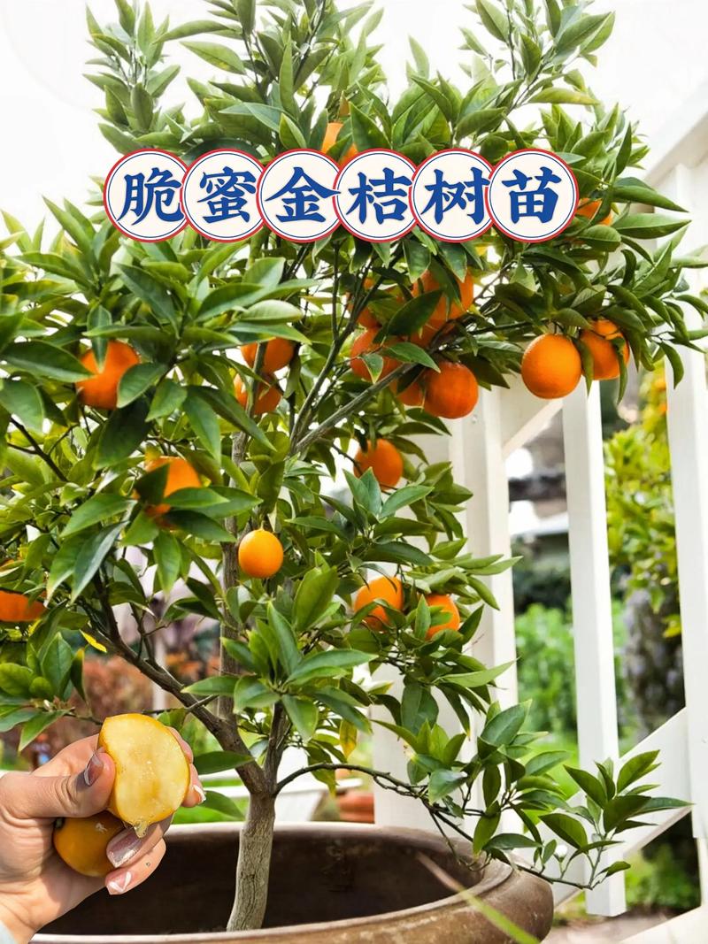 脆蜜金桔如何保花保果?关键三步提高坐果率 结语