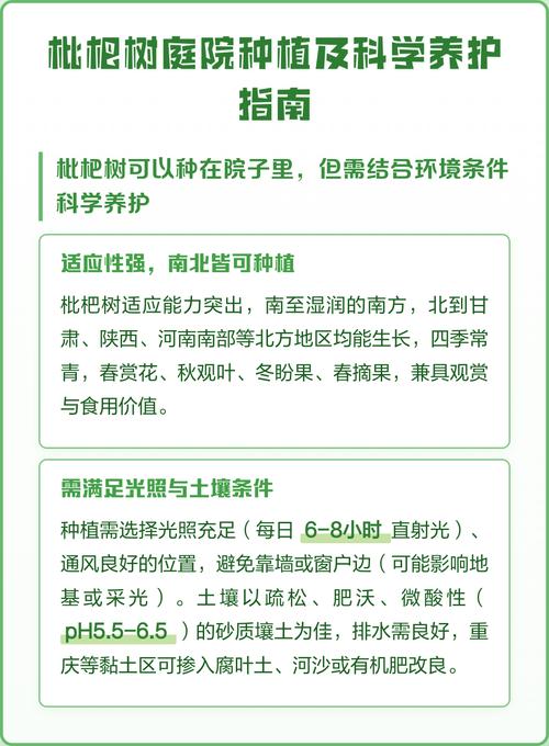 枇杷树栽在门前好吗?科学选种与养护指南 修剪与施肥必须按物候期分步操作