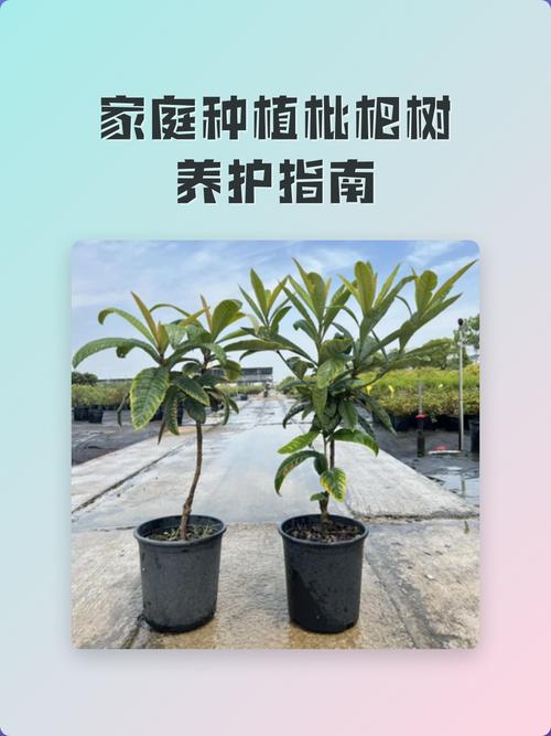 枇杷树栽在门前好吗?科学选种与养护指南 授粉需求:多数品种自花结实,但配置授粉树更稳产