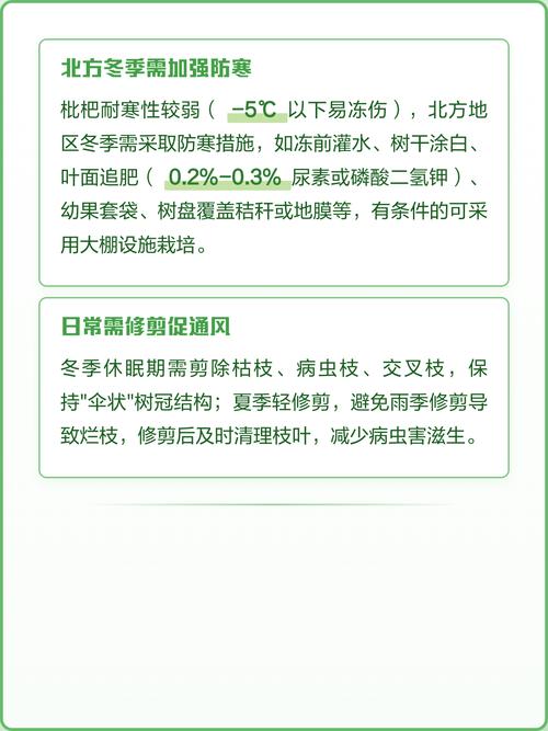 枇杷树栽在门前好吗?科学选种与养护指南 常见问题与错误避免