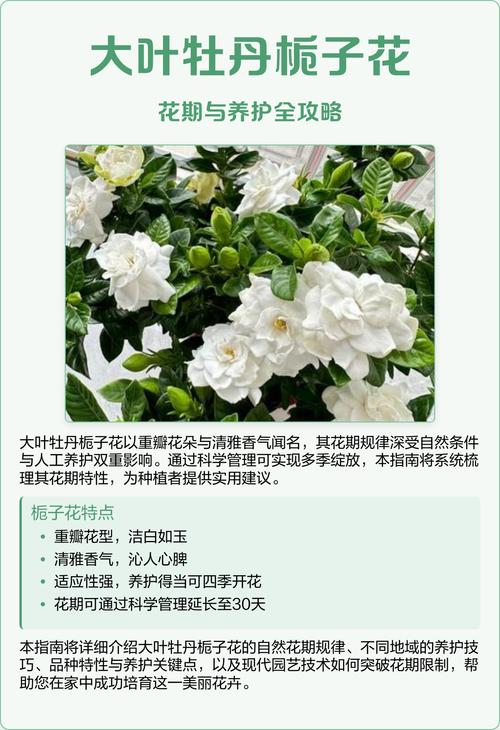 大叶栀子花和牡丹栀子花一样吗?6大维度对比揭示关键区别,帮你选对品种 场景化选择建议