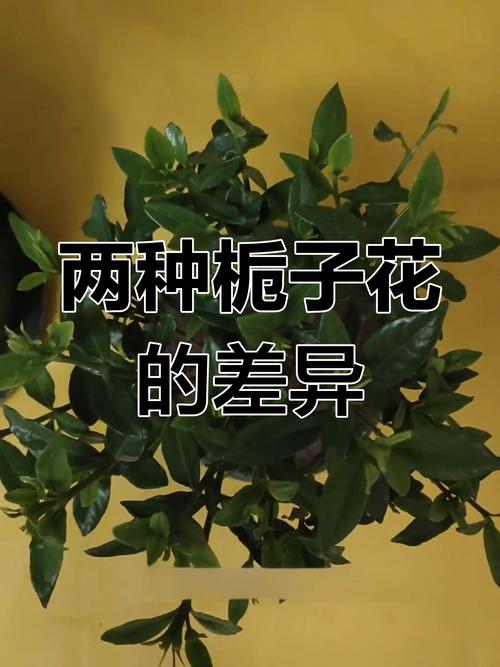 大叶栀子花和牡丹栀子花一样吗?6大维度对比揭示关键区别,帮你选对品种 总结:3个核心可执行动作