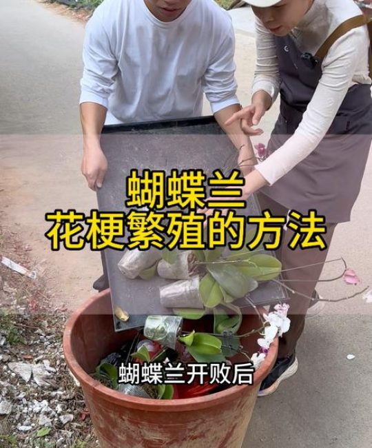 如何用蝴蝶兰花梗扦插繁殖？技术专家手把手教你提高成活率