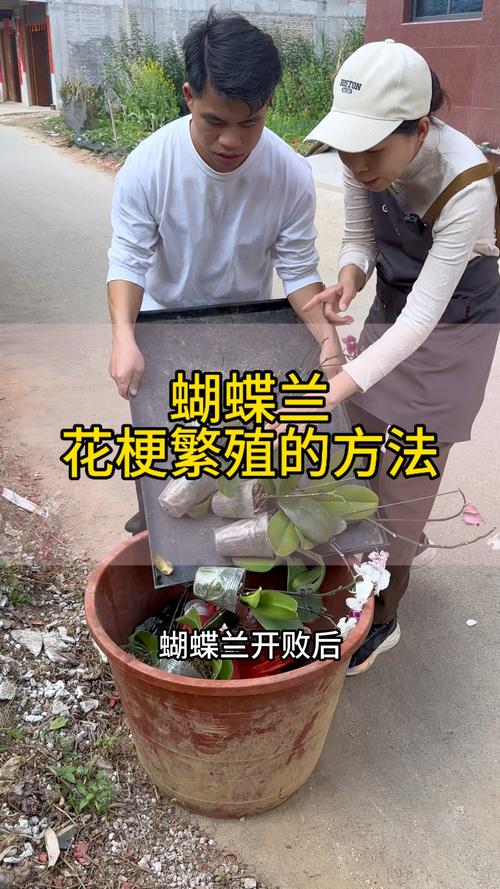 如何用蝴蝶兰花梗扦插繁殖?技术专家手把手教你提高成活率 品种优先原则:明确蝴蝶兰的繁殖特性