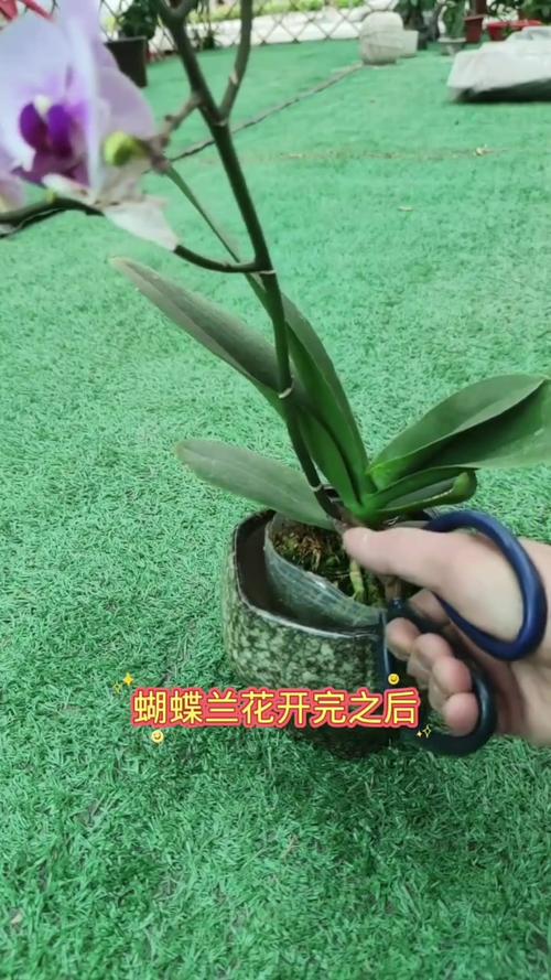 如何用蝴蝶兰花梗扦插繁殖?技术专家手把手教你提高成活率 基质配制与环境参数设定