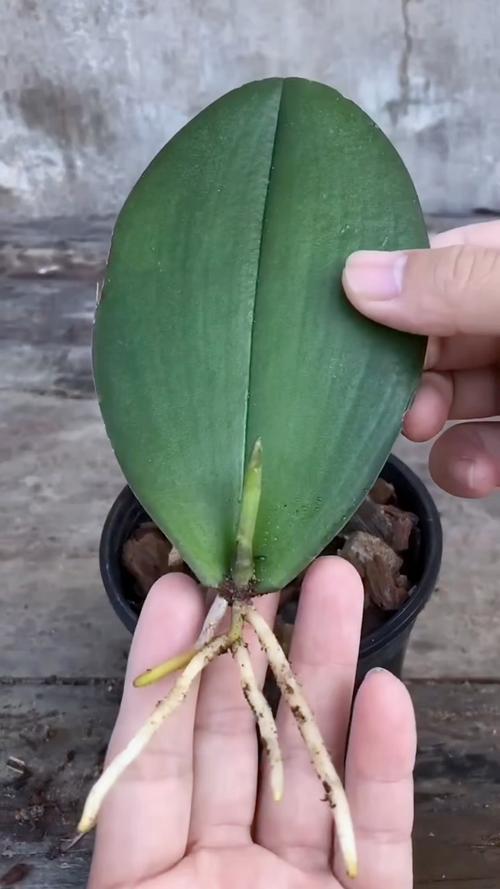 如何用蝴蝶兰花梗扦插繁殖?技术专家手把手教你提高成活率 成活率影响因素与失败诊断