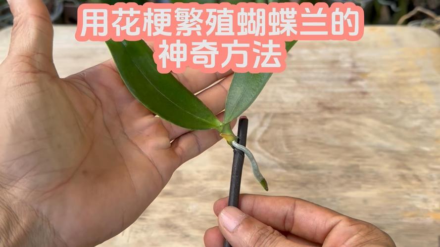 如何用蝴蝶兰花梗扦插繁殖?技术专家手把手教你提高成活率 幼苗管理指南与移栽决策