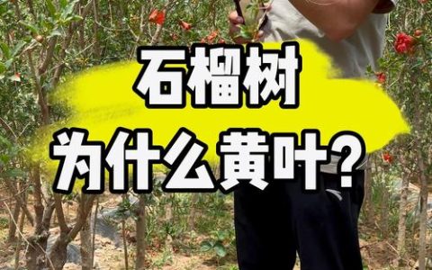 石榴树黄叶落叶怎么回事？教你一步一步科学诊断与防治