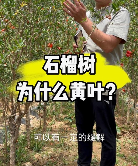 石榴树黄叶落叶怎么回事？教你一步一步科学诊断与防治