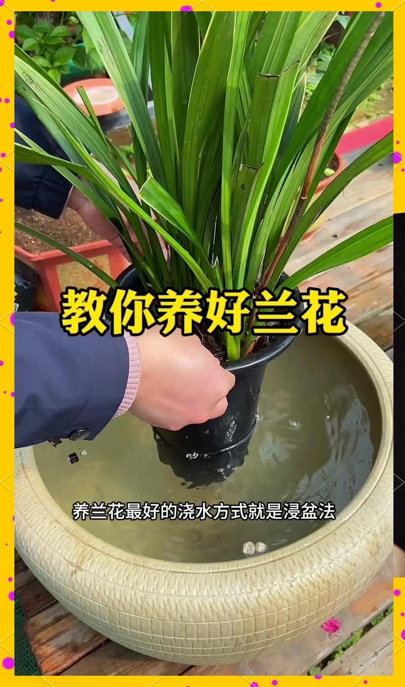 新买的兰花如何上盆?掌握5个关键步骤,服盆快、不烂根 新买的兰花如何上盆?掌握这5步,服盆快、不烂根