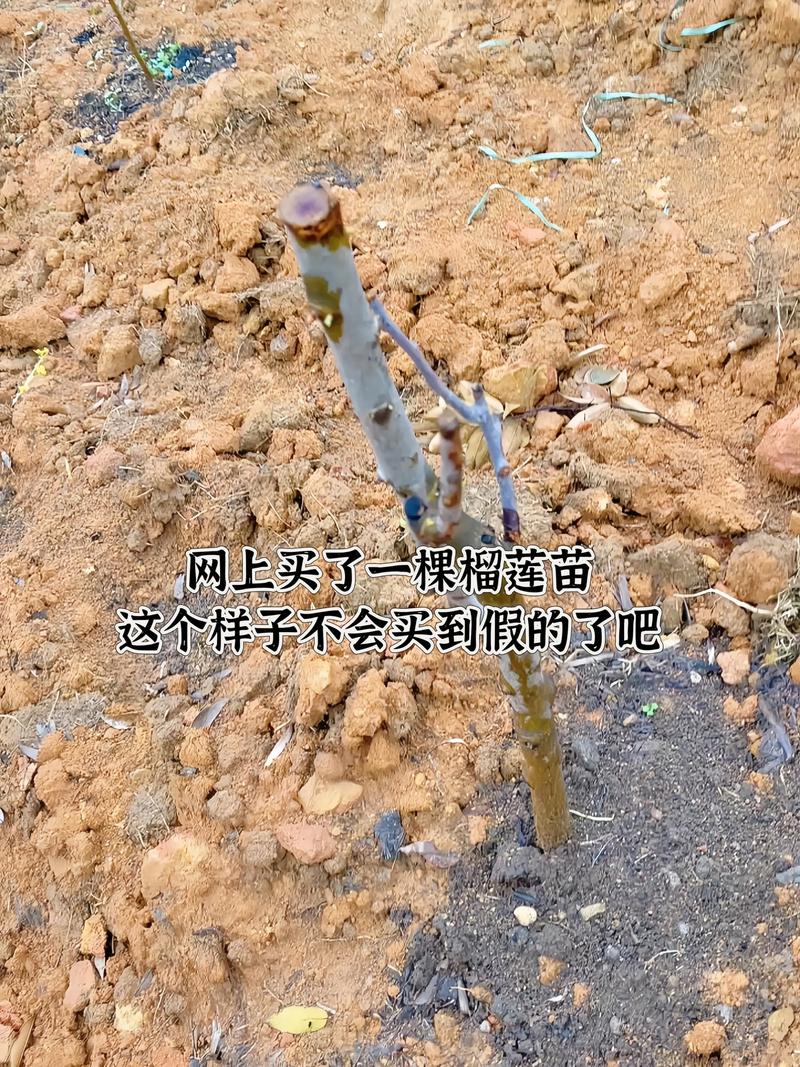 正宗果苗在这里:三步核实品种与渠道,拒绝假苗 第三步:渠道资质与售后审核——规避“虚假渠道”的终极手段