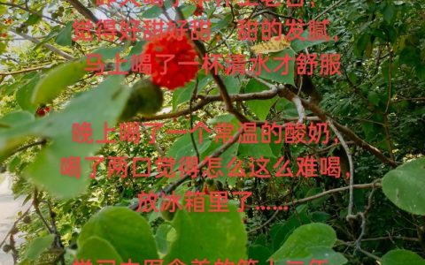 构树果（楮桃）的功效与作用：食用安全性及禁忌详解
