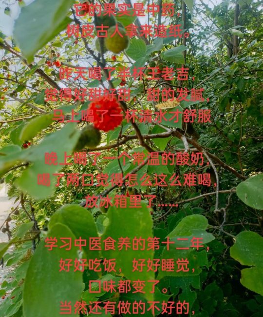 构树果（楮桃）的功效与作用：食用安全性及禁忌详解