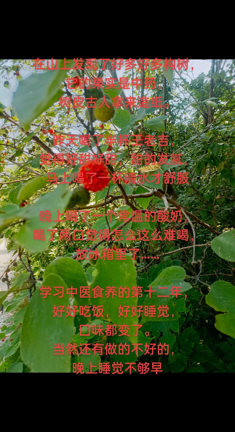 构树果(楮桃)的功效与作用:食用安全性及禁忌详解 构树果(楮桃)的功效与作用:食用安全性及禁忌详解