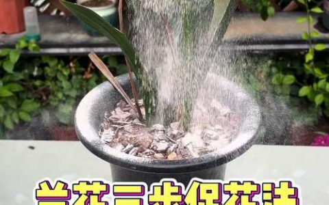 兰花不开花怎么办？科学促花全攻略