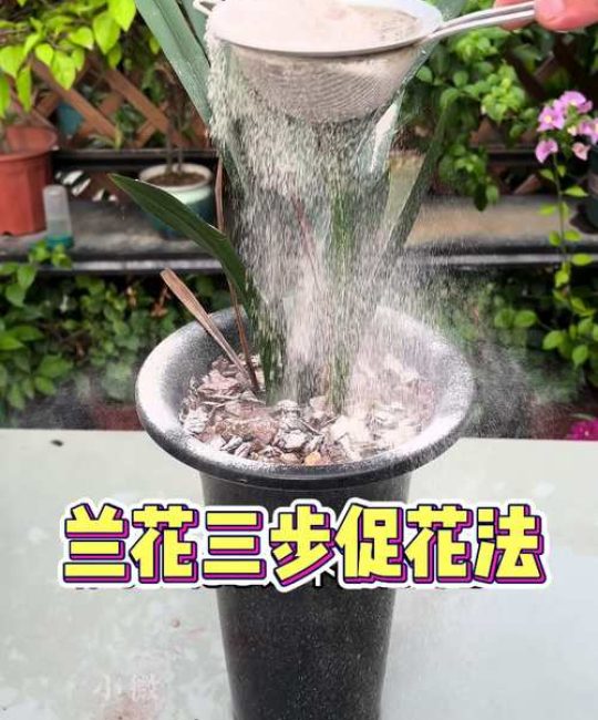兰花不开花怎么办？科学促花全攻略