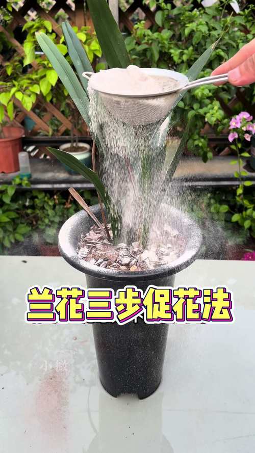 一、兰花不开花的常见原因诊断