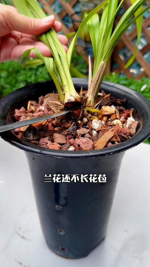 二、兰花促花与养护解决方案