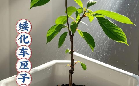 樱桃盆栽种植方法：阳台/庭院高成活率实操指南