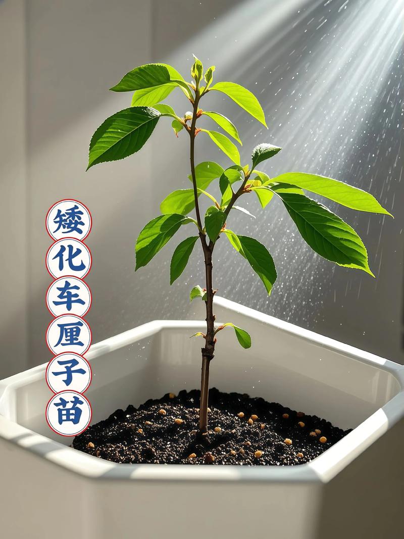 樱桃盆栽种植方法：阳台/庭院高成活率实操指南