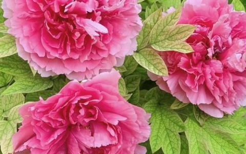牡丹花有几种颜色？全面解析花色分类与栽培要点