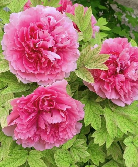牡丹花有几种颜色？全面解析花色分类与栽培要点