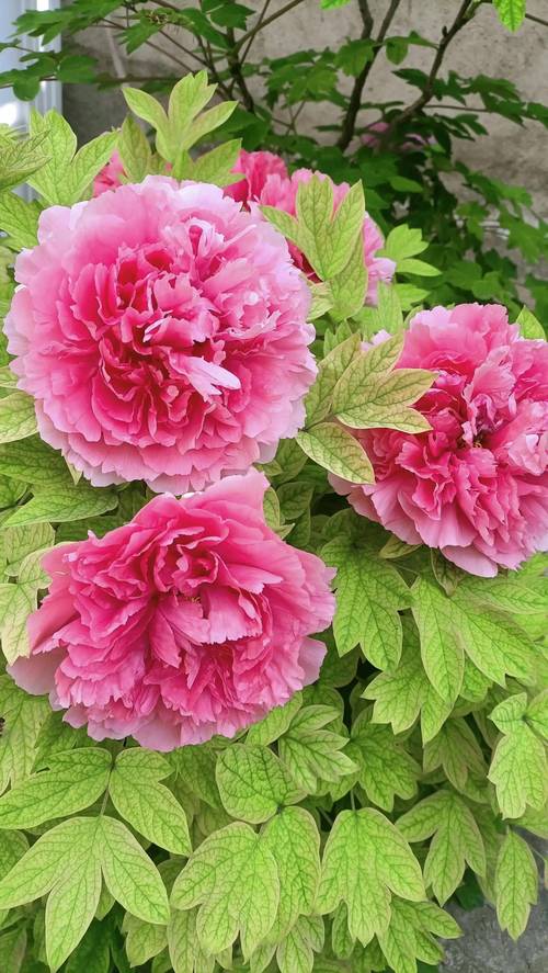 牡丹花有几种颜色？全面解析花色分类与栽培要点
