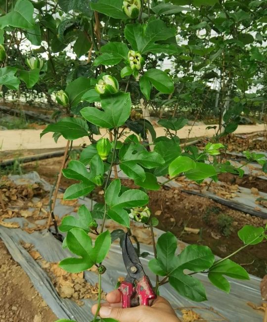 盆栽百香果种植方法与管理全攻略
