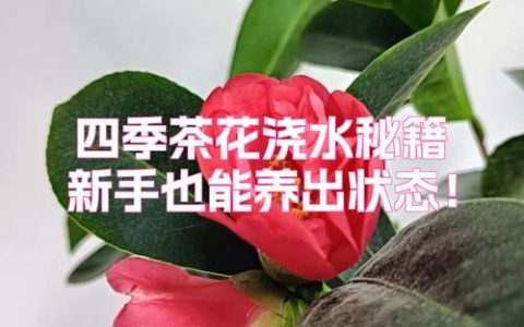 新手养茶花入门指南：从浇水到换盆，一步步教你养好山茶花