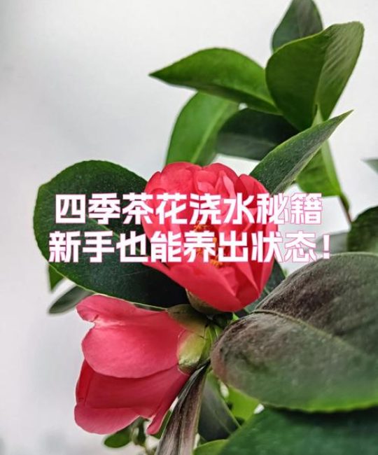 新手养茶花入门指南：从浇水到换盆，一步步教你养好山茶花
