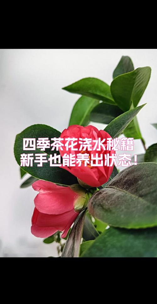 新手养茶花入门指南：从浇水到换盆，一步步教你养好山茶花