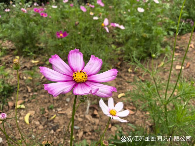 格桑花什么时候种最合适？一篇保姆级种植指南