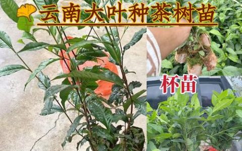 普洱茶茶苗多少钱一颗？2025年价格参考与五项影响因素