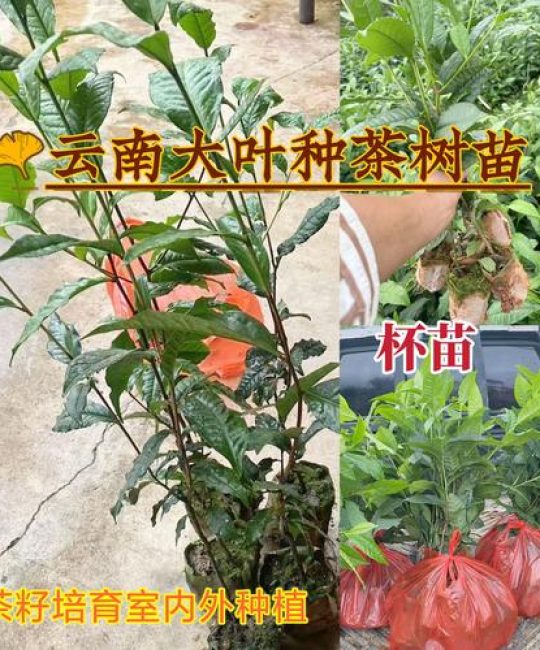 普洱茶茶苗多少钱一颗？2025年价格参考与五项影响因素