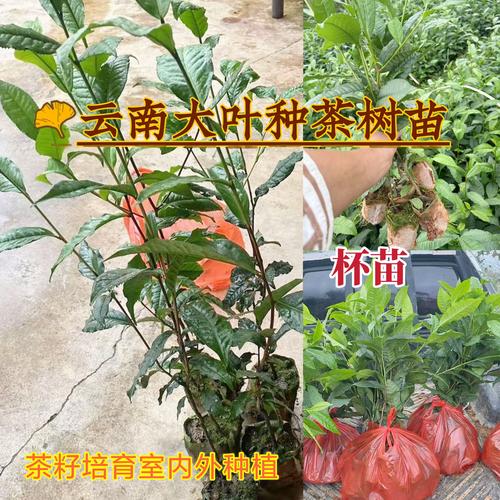 普洱茶茶苗多少钱一颗?2025年价格参考与五项影响因素 一、规格:苗龄与根系是定价基础