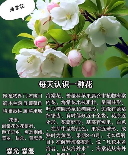 海棠花什么时候开放？春季赏花时间表与全年养护指南