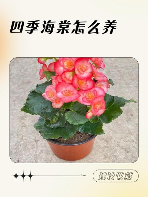 海棠花什么时候开放?春季赏花时间表与全年养护指南 常见误区与纠正