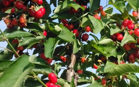 无需授粉树樱桃品种推荐：家庭自花授粉樱桃种植全攻略