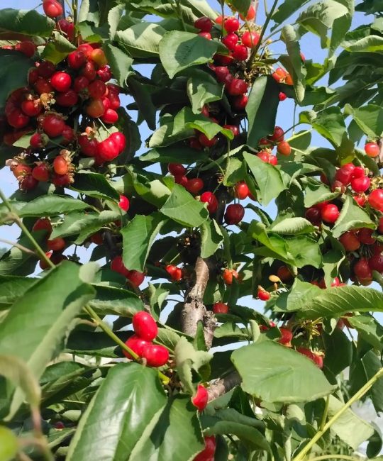 无需授粉树樱桃品种推荐：家庭自花授粉樱桃种植全攻略
