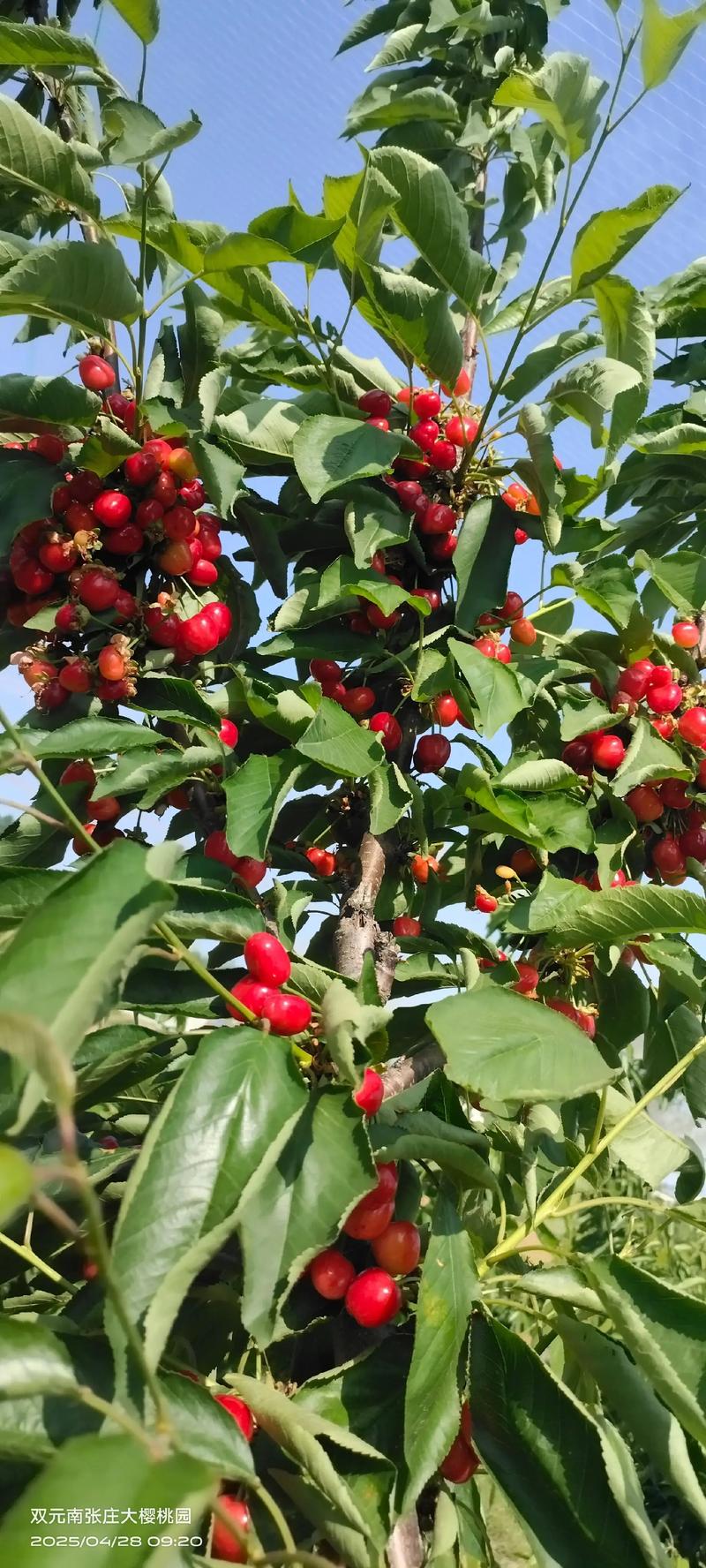 无需授粉树樱桃品种推荐:家庭自花授粉樱桃种植全攻略 无需授粉树樱桃品种推荐:家庭自花授粉樱桃种植全攻略
