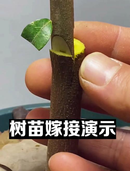 二、关键操作步骤：以“切接法”为例（适用于直径2-3cm的砧木）